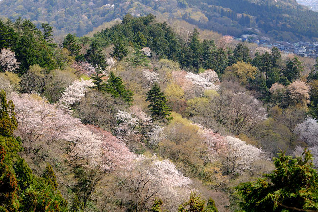 03堂所山の山桜ss.jpg